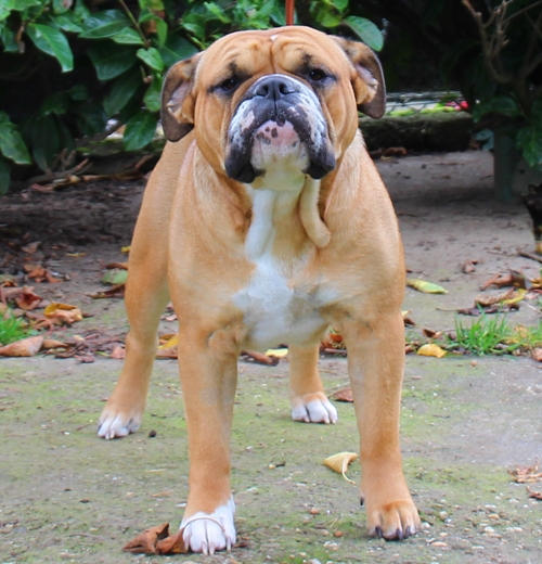 Continental Bulldog Margeta's Kiwi Continental_Bulldog_Margeta's_Kiwi