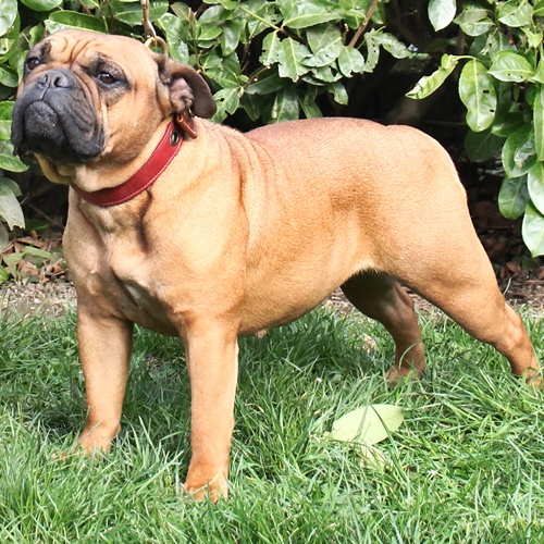Continental_Bulldog_Margeta's_Mia Margeta's_Mia_Continental_Bulldog