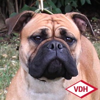 Margeta's Xara Continental Bulldog