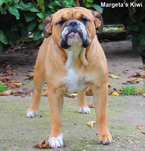 Continental Bulldog Kiwi Continental_Bulldog_Kiwi