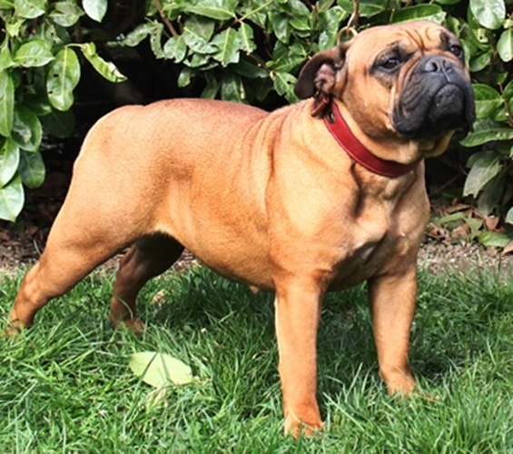 Continental Bulldog Margetas Mia
