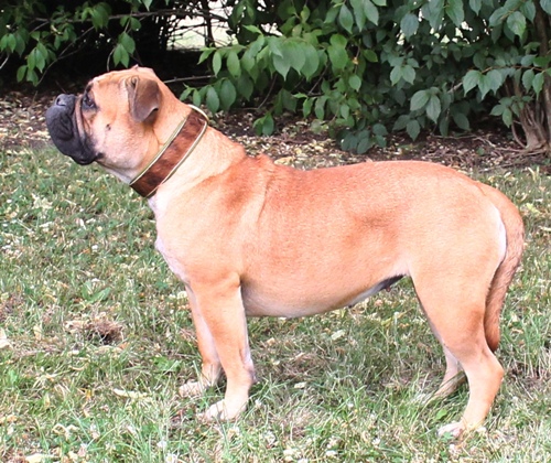  Margeta's_Xara_Continental_Bulldog