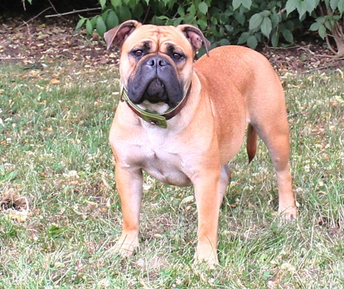 Margeta's Xara Continental Bulldog