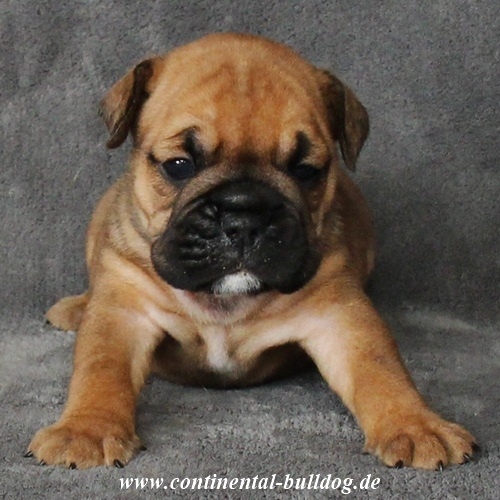 Continental Bulldog