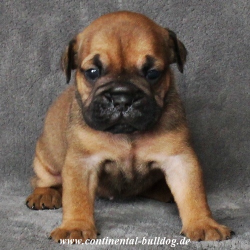 Continental Bulldog