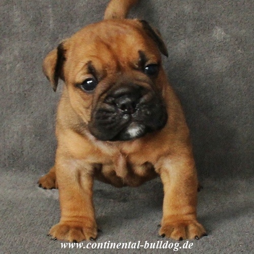 Continental Bulldog