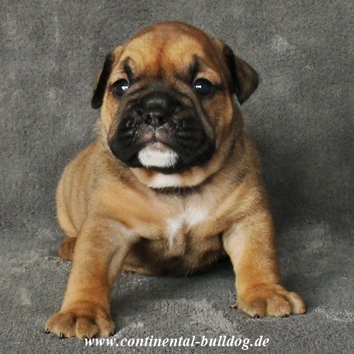 Continental Bulldog