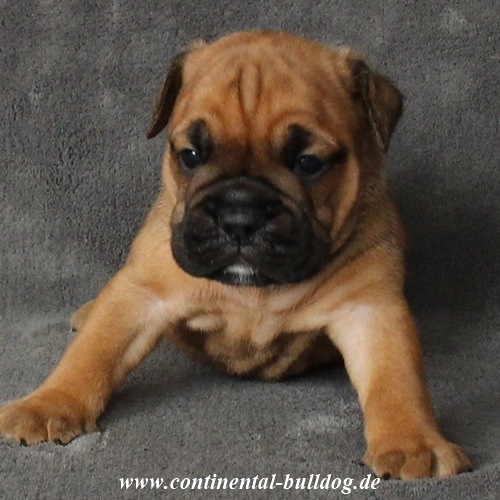 Continental Bulldog