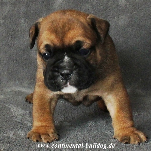 Continental Bulldog