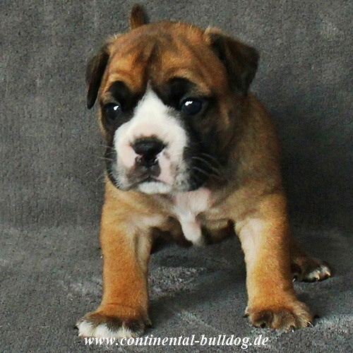 Continental Bulldog
