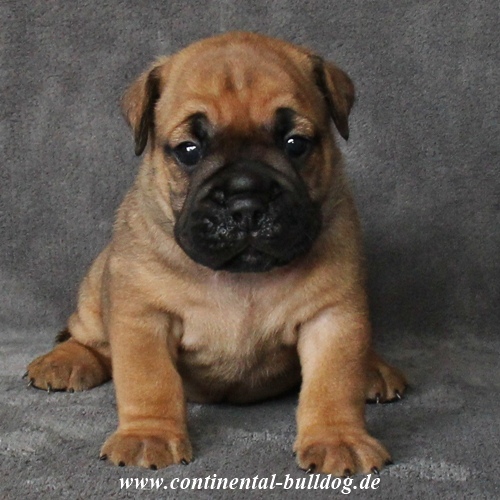Continental Bulldog