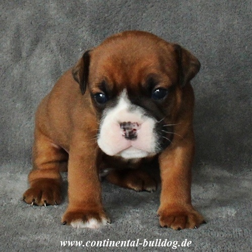 Continental Bulldog