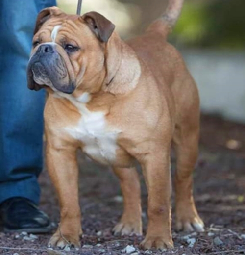 Continental Bulldog Champion Narco des souces Sacrees Continental_Bulldog _Ch._Narco_des_sources_Sacrees