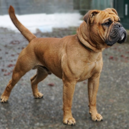 Continental Bulldog Cash vom Greifenseeblick Cash vom Greifenseeblick Continental Bulldog