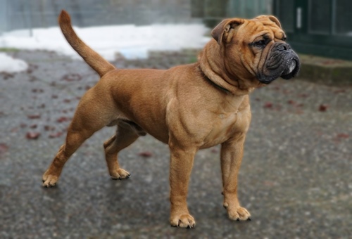 Continental Bulldog Ch. Pickwick Apollo Elf Continental_Bulldog _Pickwick_Apollo-Elf