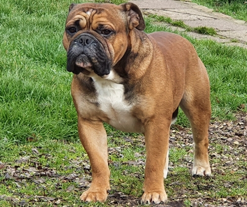 Continental Bulldog Rhett Butler de la Queue du Grill Continental_Bulldog _Rhett_Butler_de_la_Queue_du_Grill
