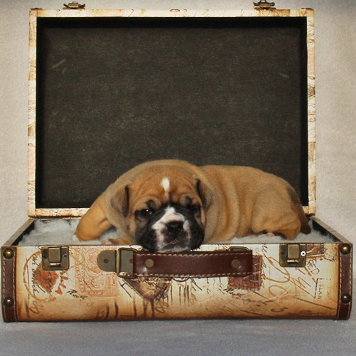 Continental Bulldog - Rüde 1 Continental Bulldog