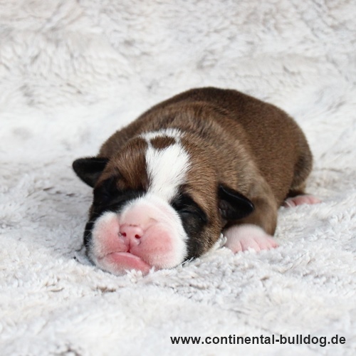 Rüde Nr.1 / Male no.1 Continental Bulldog Welpe