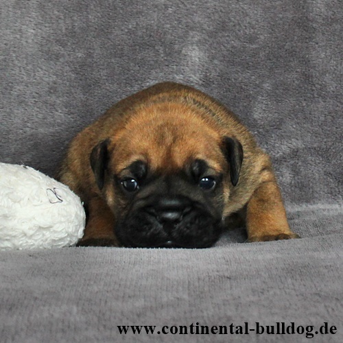 Rüde Nr.1 / Male no.1 - Continental Bulldog Continental Bulldog
