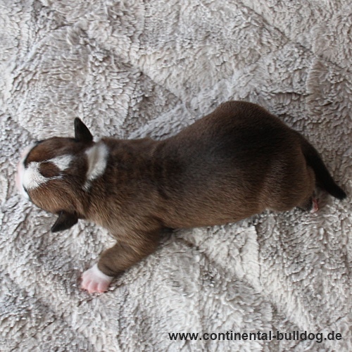 Rüde Nr.1 / Male no.1 Continental Bulldog