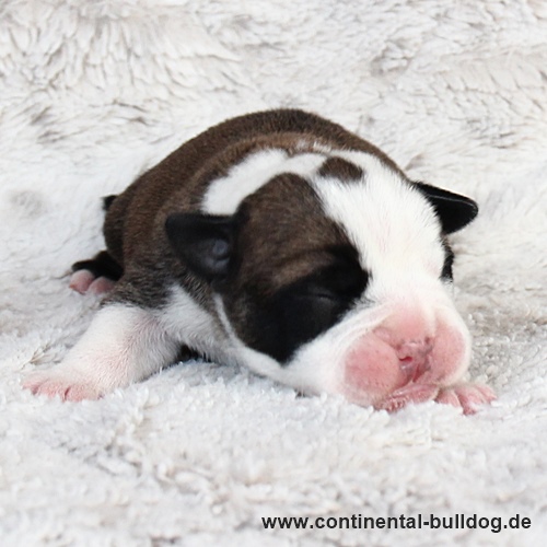 Rüde Nr.2 / Male no.2 Continental Bulldog Welpe