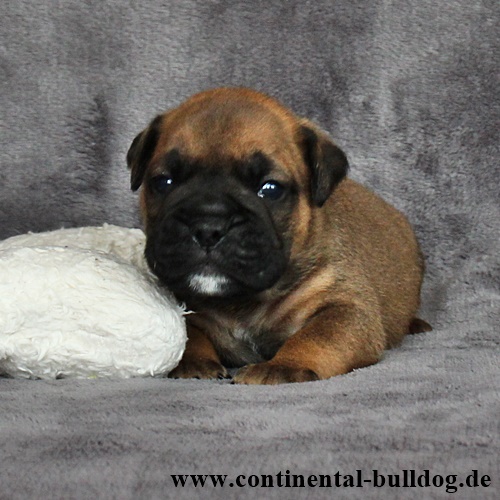 Rüde Nr.2 / Male no.2 - Continental Bulldog Continental Bulldog