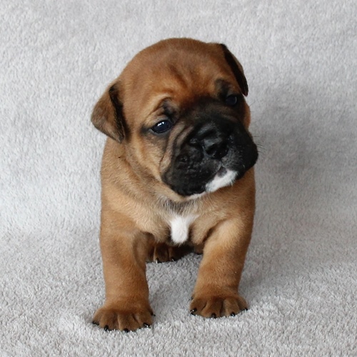 Continental Bulldog - Rüde Nr.2 / Male no.2 Continental Bulldog Welpen