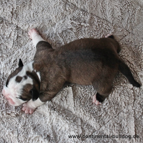 Rüde Nr.2 / Male no.2 Continental Bulldog