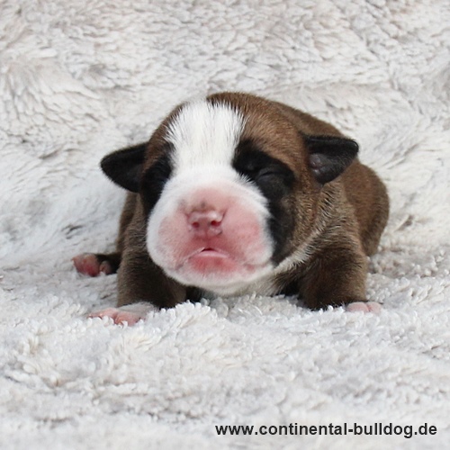 Rüde Nr.3 / Male no.3 Continental Bulldog Welpe