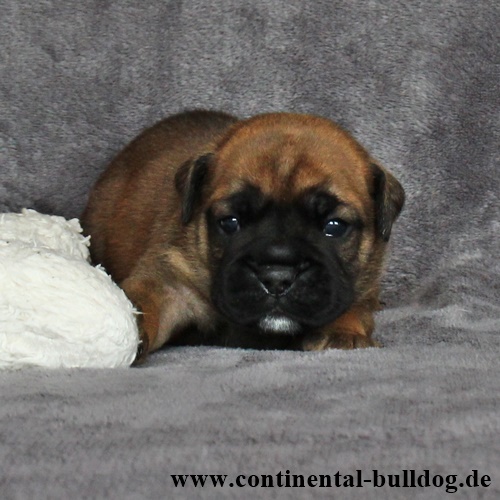 Rüde Nr.3 / Male no.3 - Continental Bulldog Continental Bulldog