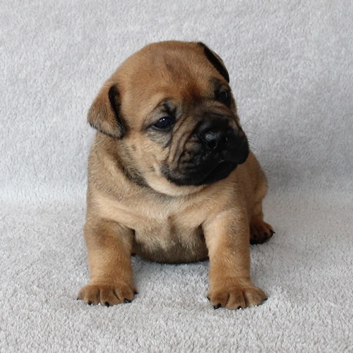 Continental Bulldog - Rüde Nr.3 / Male no.3 Continental Bulldog Welpen