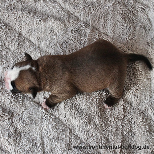 Rüde Nr.3 / Male no.3 Continental Bulldog