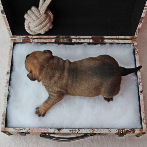 Continental Bulldog Rüde / Male Continental Bulldog