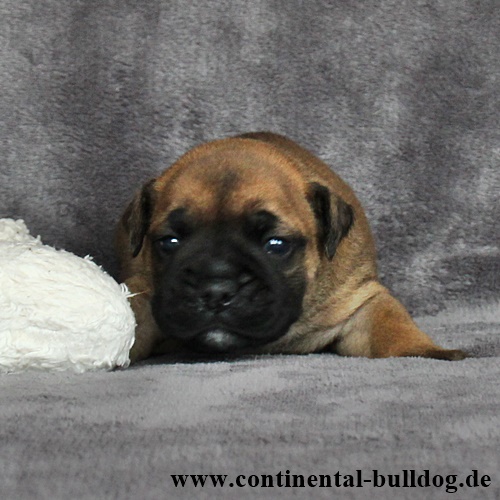 Rüde Nr.4 / Male no.4 - Continental Bulldog Continental Bulldog