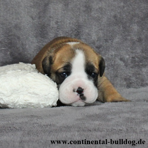 Rüde Nr.5 / Male no.5 - Continental Bulldog Continental Bulldog
