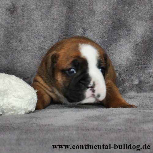 Rüde Nr.6 / Male no.6 - Continental Bulldog Continental Bulldog