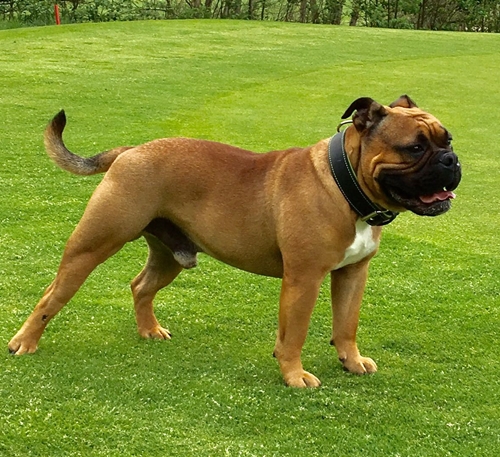 Continental Bulldog Champion Pickwick Unkas Continental Bulldog Ch. Pickwick Unkas